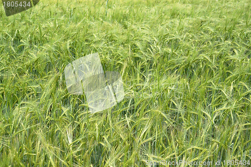 Image of barley field