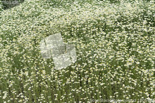 Image of camomille plants