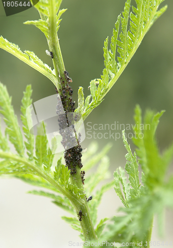 Image of plant louses on a stalk