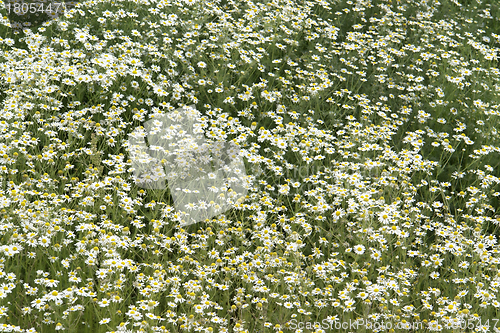 Image of camomille plants