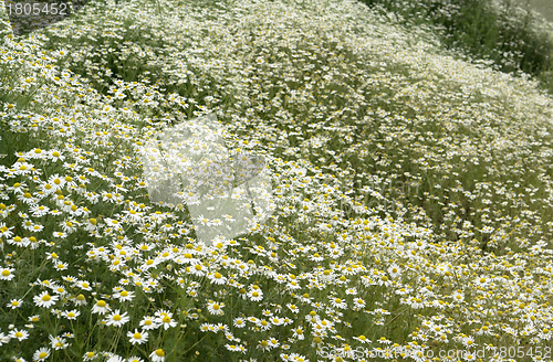 Image of camomille plants