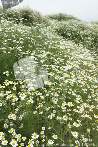 Image of camomille plants