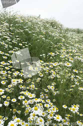 Image of camomille plants