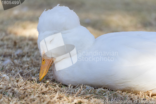 Image of Sleepy duck