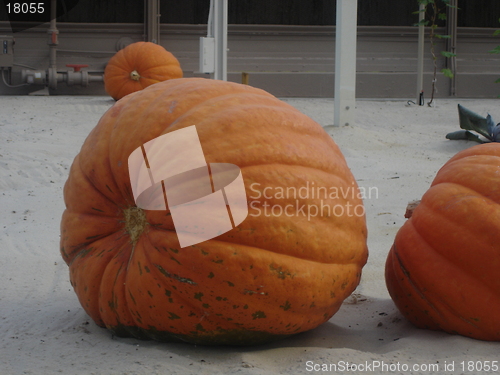 Image of Growing Pumpkin