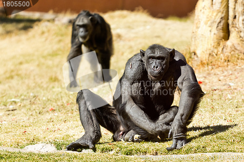 Image of Chimpanzee