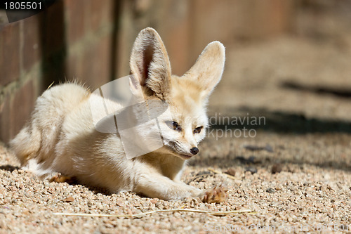 Image of Sleepy Fennec