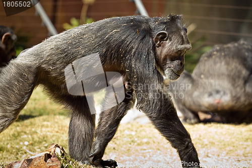 Image of Female Chimpanzee