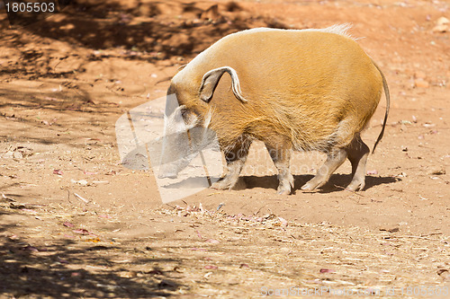 Image of Red River Hog