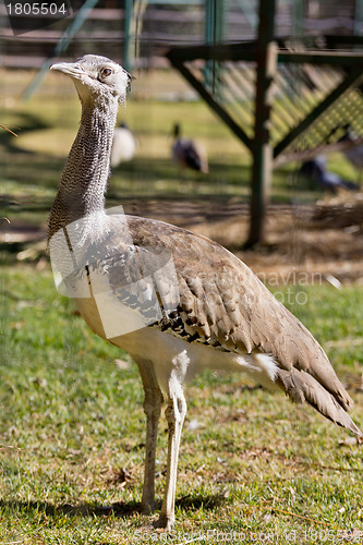 Image of Kori Bustard