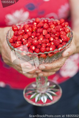 Image of Bowl of wild strawberries