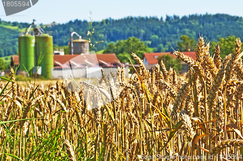 Image of Weizen mit Silo im Hintergrund