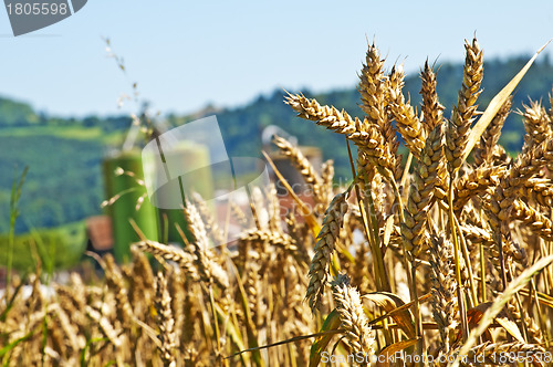 Image of Weizen mit Silo im Hintergrund