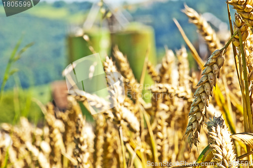 Image of Weizen mit Silo im Hintergrund