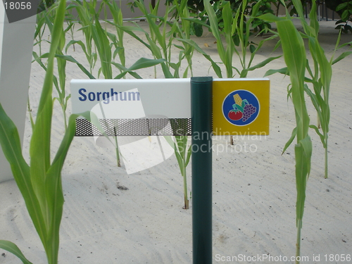 Image of Growing Sorghum