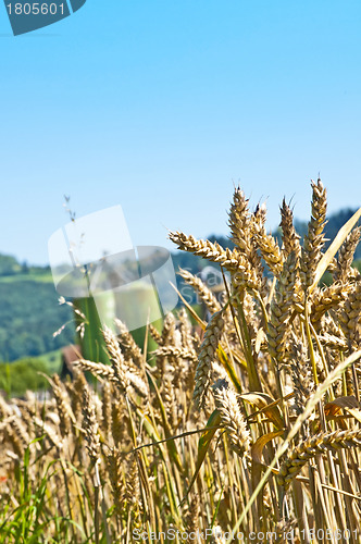 Image of Weizen mit Silo im Hintergrund