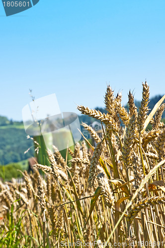 Image of Weizen mit Silo im Hintergrund