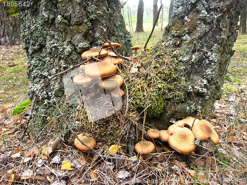 Image of mushrooms under a birch