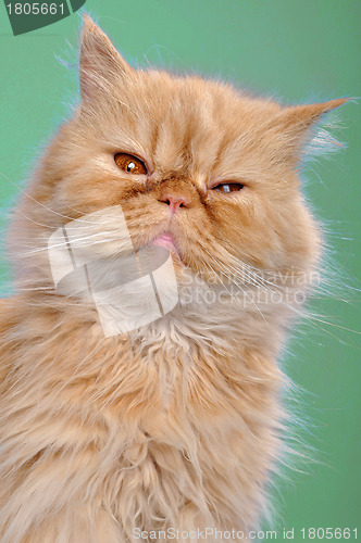 Image of red Persian cat against green