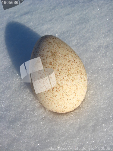 Image of The egg of turkey on the snow