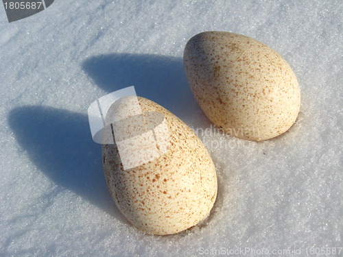 Image of Two eggs of turkey on the snow