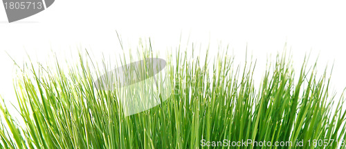 Image of green grass