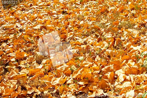 Image of Autumn yellow leaves 