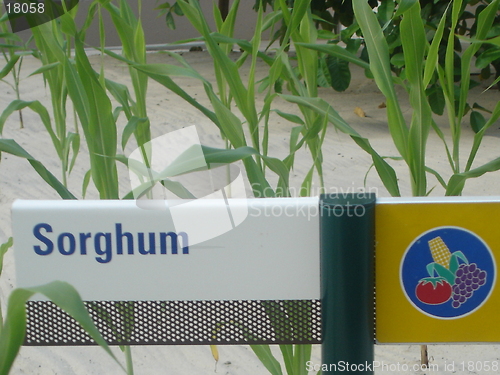 Image of Sorghum