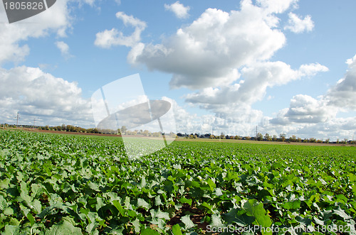 Image of Rape rapeseed agriculture field in autumn clouds 