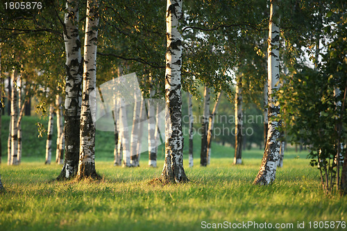 Image of summer green birch forest