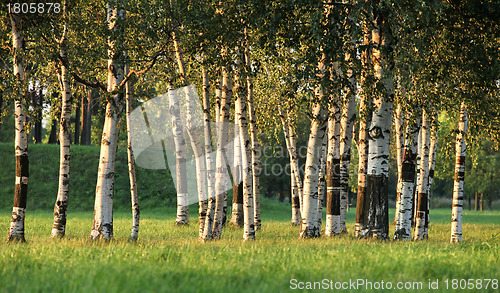 Image of Birch Grove