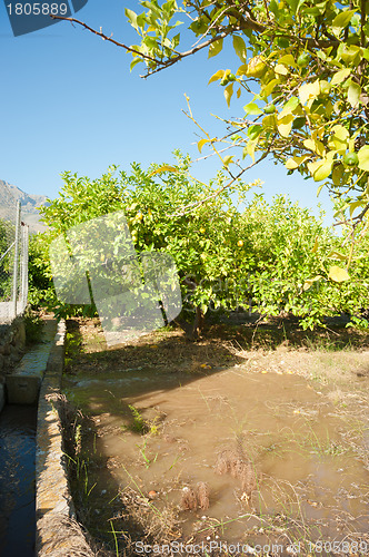 Image of Irrigation ditch in citrus plantation