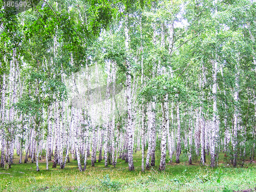 Image of birch forest