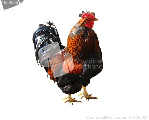 Image of The beautiful cock