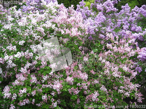 Image of Bush of a lilac