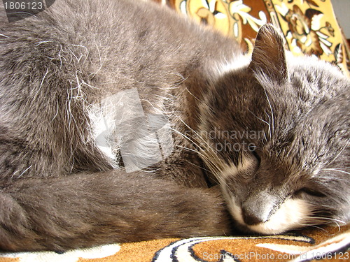 Image of The grey cat sleeps on a sofa