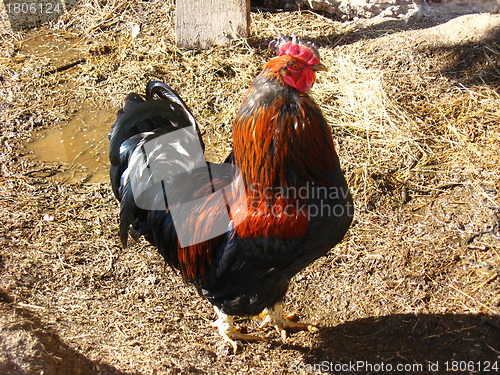 Image of The beautiful cock