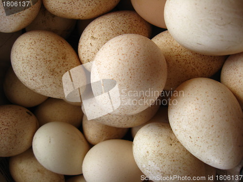 Image of a lot of eggs of turkey