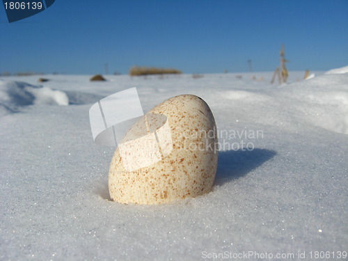 Image of The egg of turkey on the snow