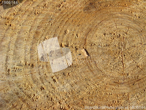 Image of Pattern on a cut of a tree