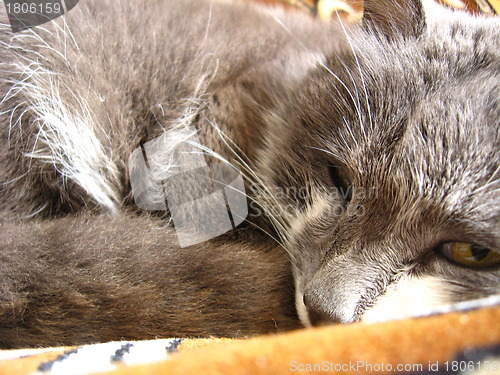 Image of The grey cat sleeps on a sofa