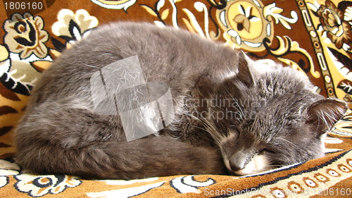 Image of The grey cat sleeps on a sofa