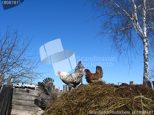 Image of Hens on a court yard