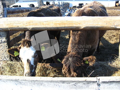 Image of Cattle-breeding farm in the spring