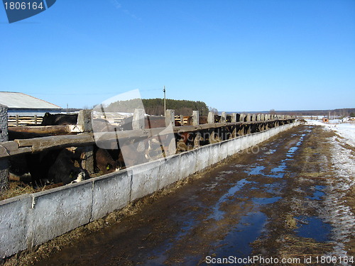 Image of Cattle-breeding farm in the spring