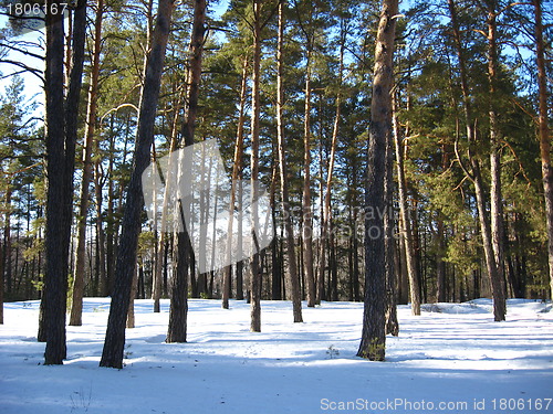 Image of Winter landscape in a forest