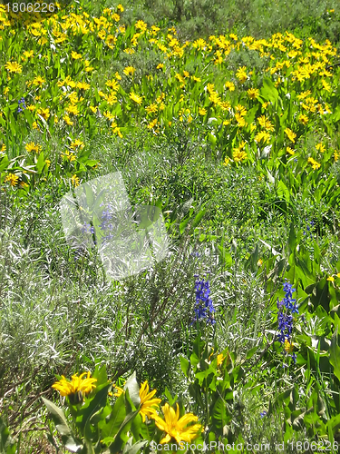 Image of Mountain Wildflowers