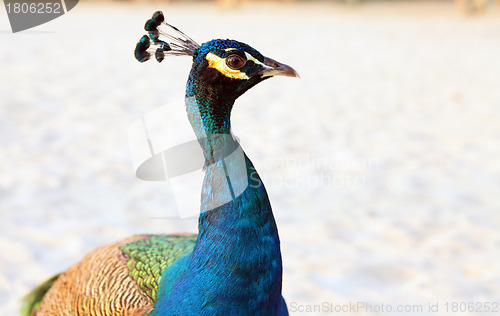 Image of Peacock