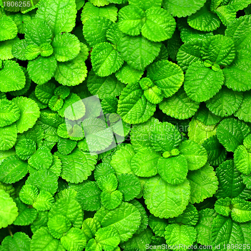 Image of fresh green leaf