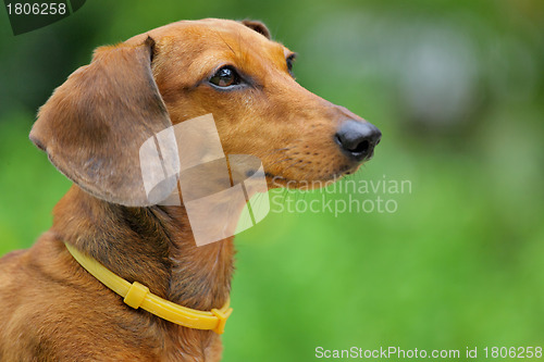 Image of dachshund dog